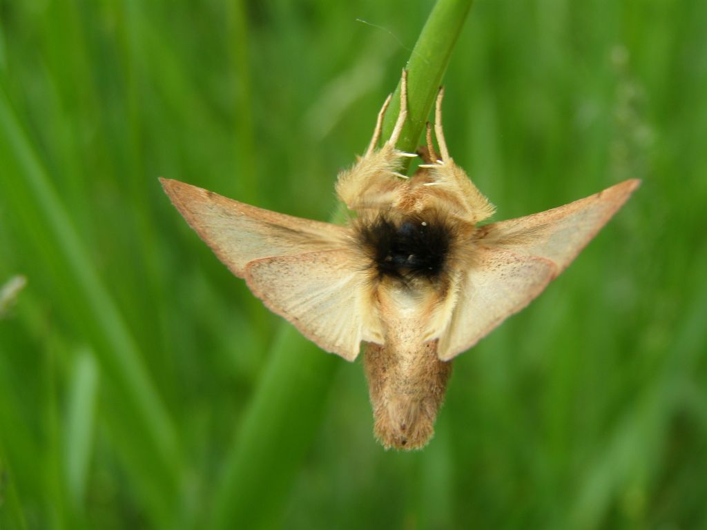 Eterocero da determinare - Mythimna (Hyphilare) albipuncta