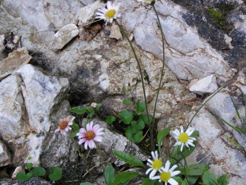 Bellidiastrum michelii