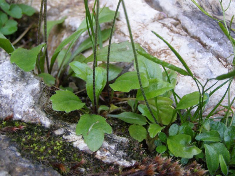 Bellidiastrum michelii