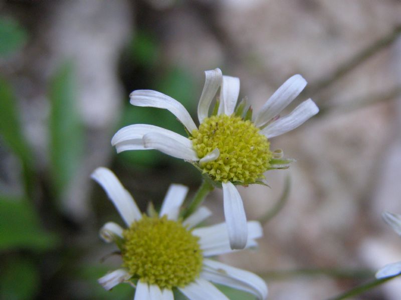 Bellidiastrum michelii