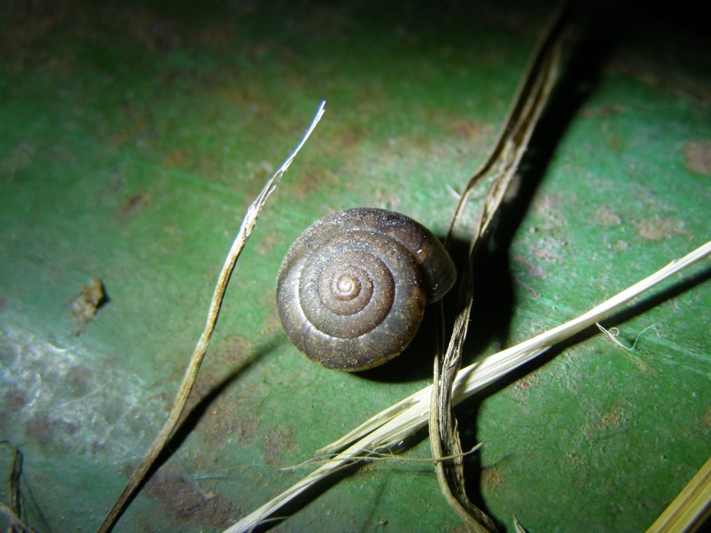 Euomphalia strigella probabilmente