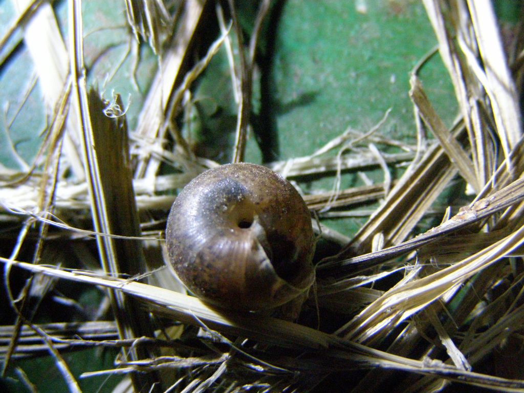 Euomphalia strigella probabilmente