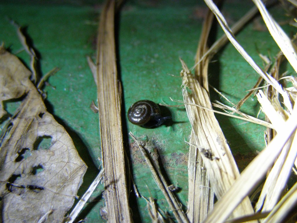 Euomphalia strigella probabilmente