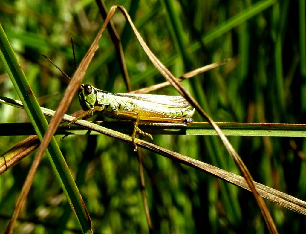 Mecostethus parapleurus