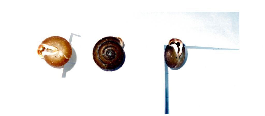 Isognomostoma isognomostomus