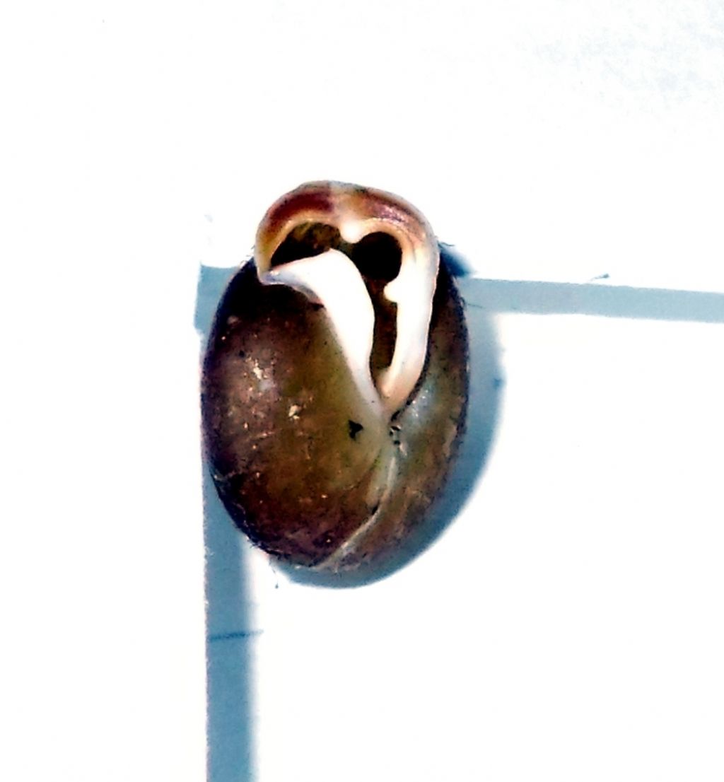 Isognomostoma isognomostomus