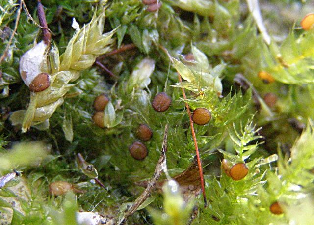 Muschio dalla Pianura padana