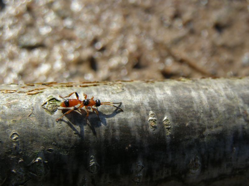 Ichneumonidae: Aptesis nigrocincta