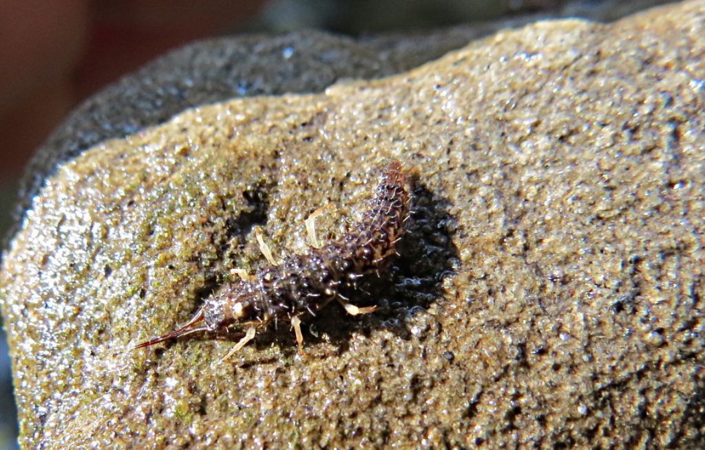 larva di Osmylus fulvicephalus