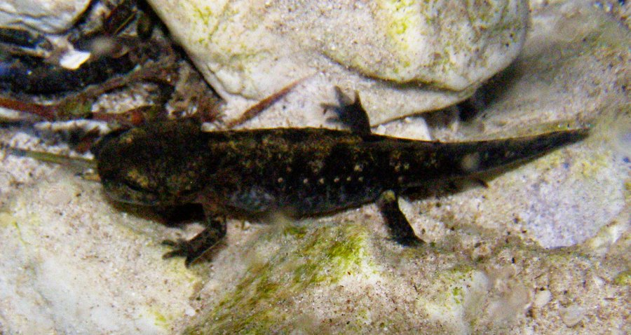 Larve prossime alla metamorfosi di Salamandra salamandra
