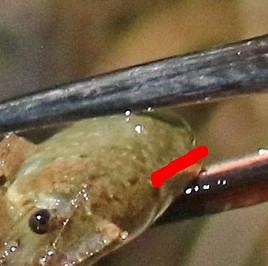 Aiuto identificazione- Gambero Americano Procambarus clarckii