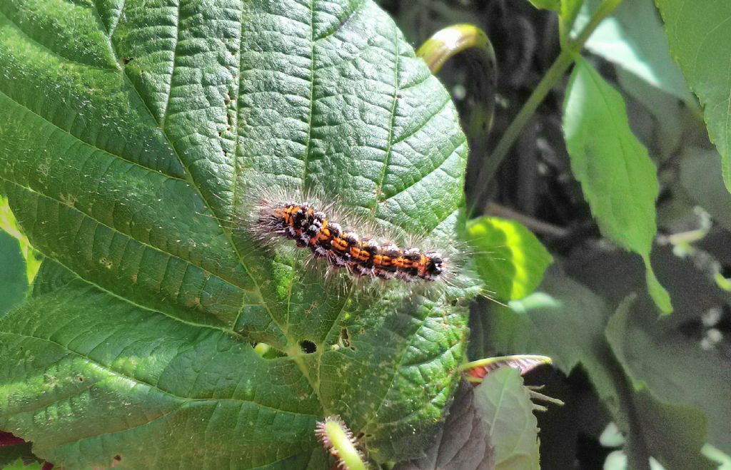 Erebidae Lymantriinae: larva di Euproctis similis?   S !