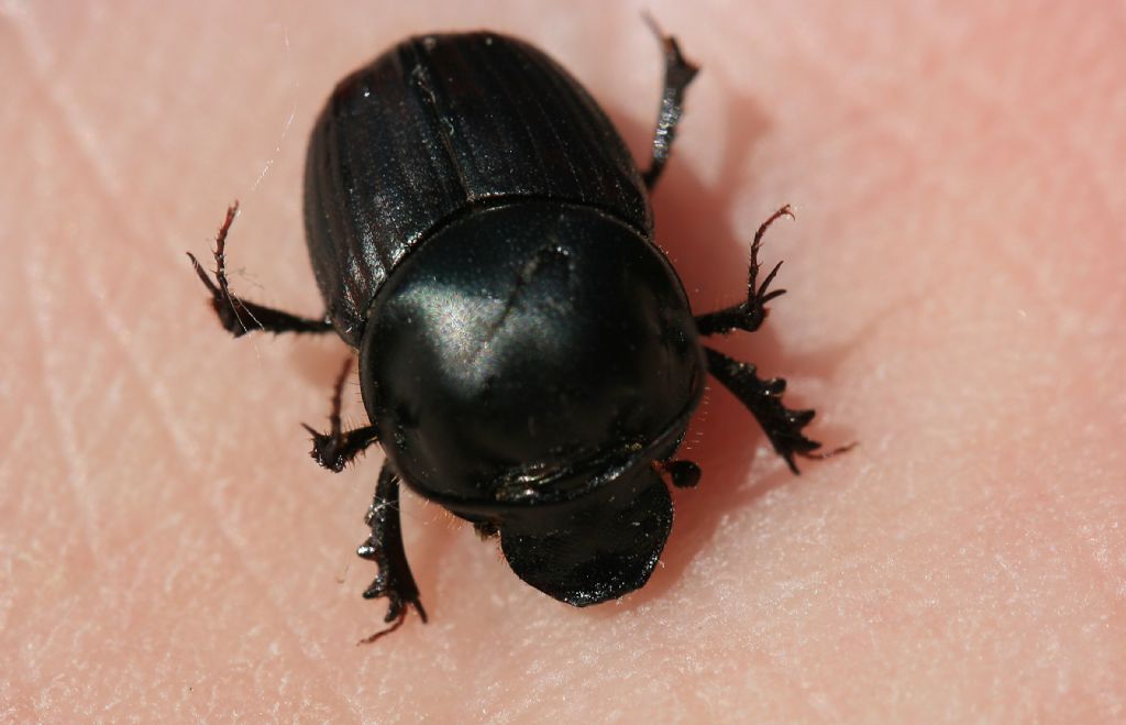 Piccolo Geotrupidae?   No, Scarabaeidae: Onthophagus taurus (cfr.)