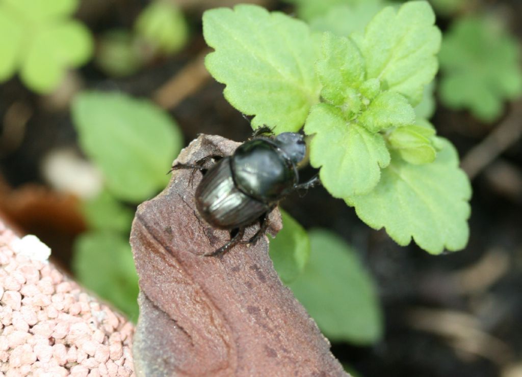 Piccolo Geotrupidae?   No, Scarabaeidae: Onthophagus taurus (cfr.)