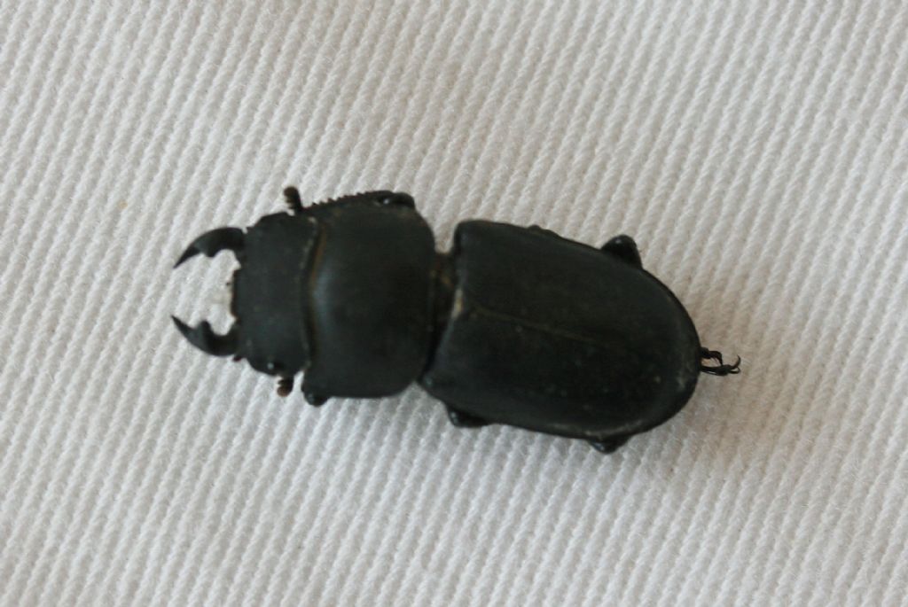 Lucanidae: Dorcus parallelipipedus