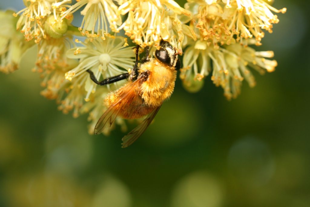 Bombo su tiglio: no, Diptera da id.