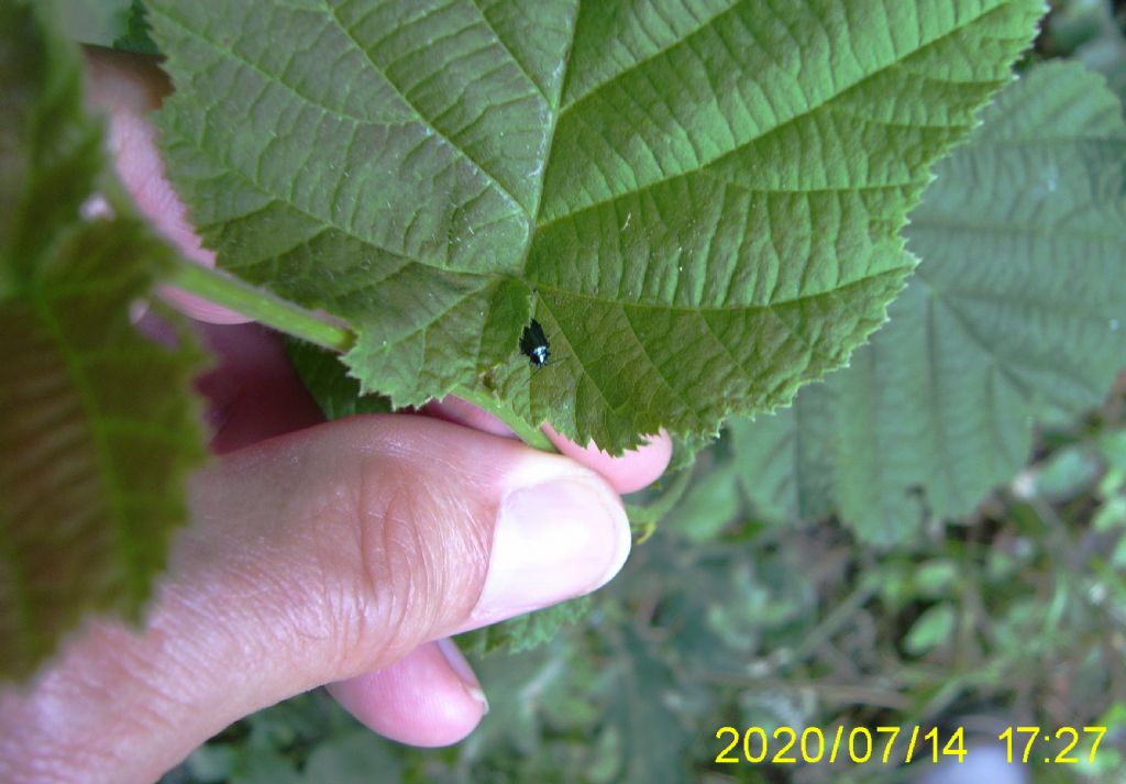 Altica su nocciolo: Altica quercetorum o A. brevicollis (cfr.)