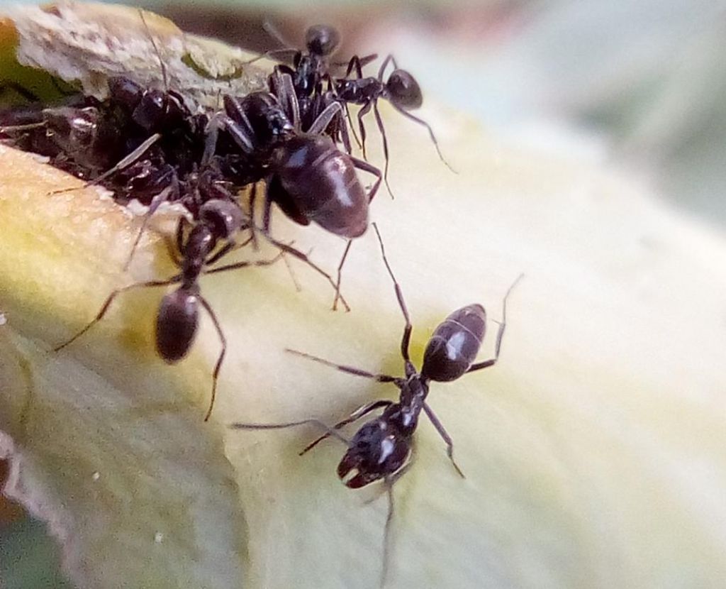 Formicidae: Linepithema humile