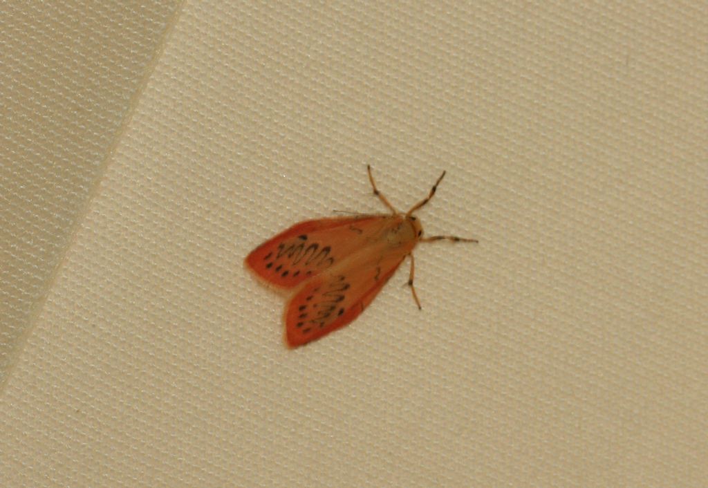 Piccola falena: Miltochrista miniata - Erebidae
