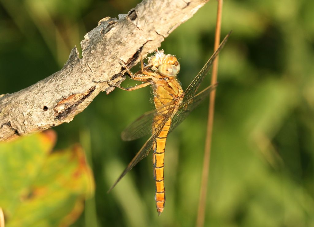 Libellula (al pasto): Orthetrum coerulescens, femmina