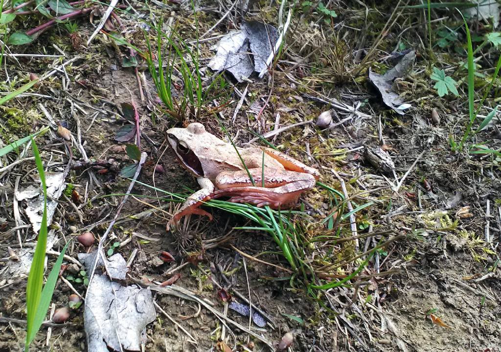 Raganella? No, Rana dalmatina