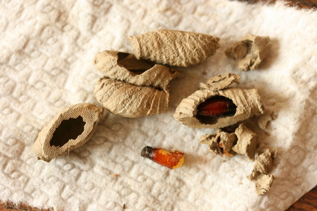 Vespa intellettuale: bozzoli di Sceliphron curvatum