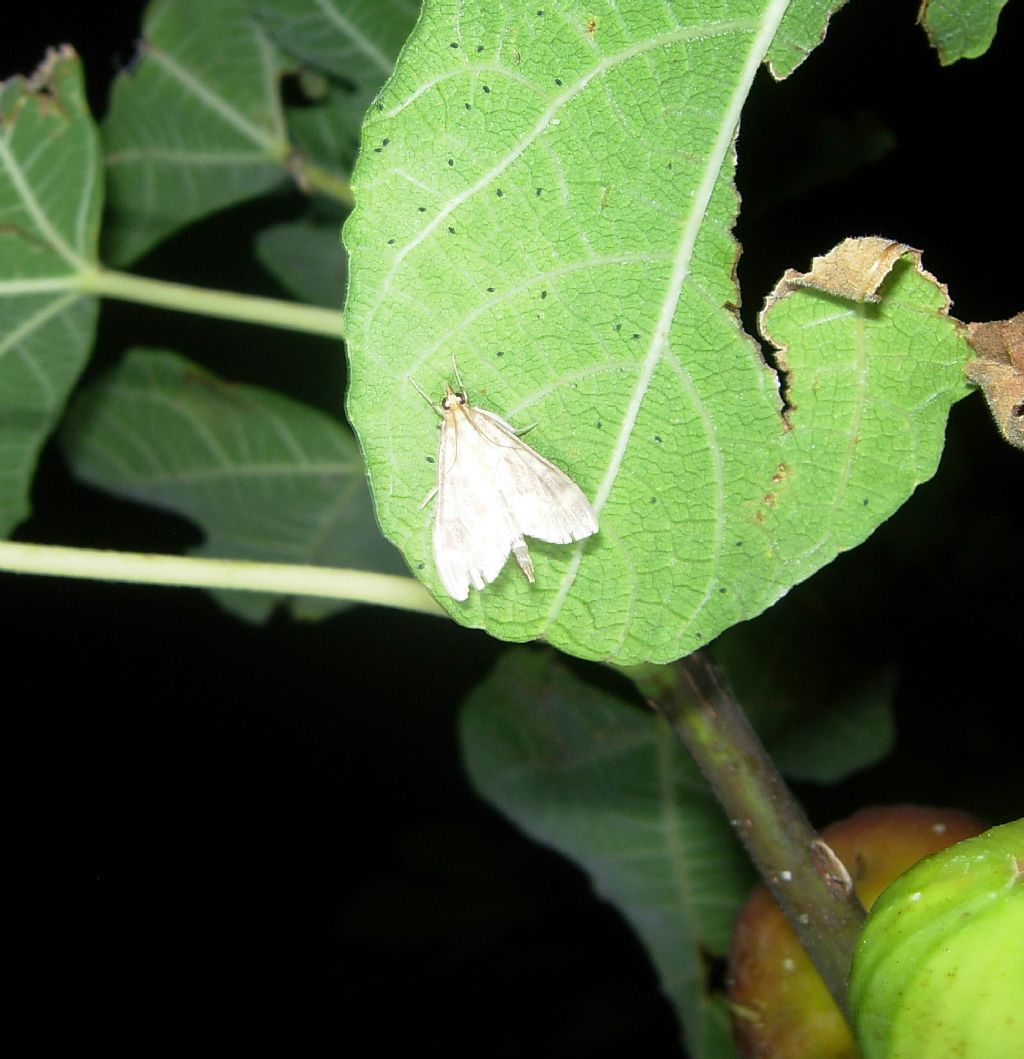 Farfalline su fico: Ostrinia nubilalis (Crambidae) e Dysgonia sp. (Noctuidae)