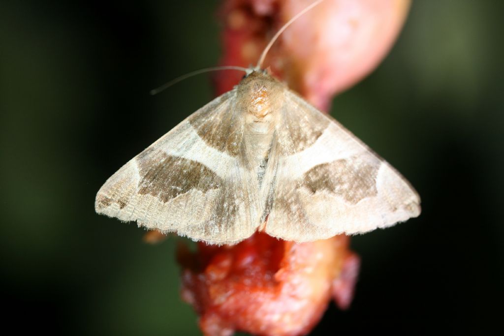 Farfalline su fico: Ostrinia nubilalis (Crambidae) e Dysgonia sp. (Noctuidae)