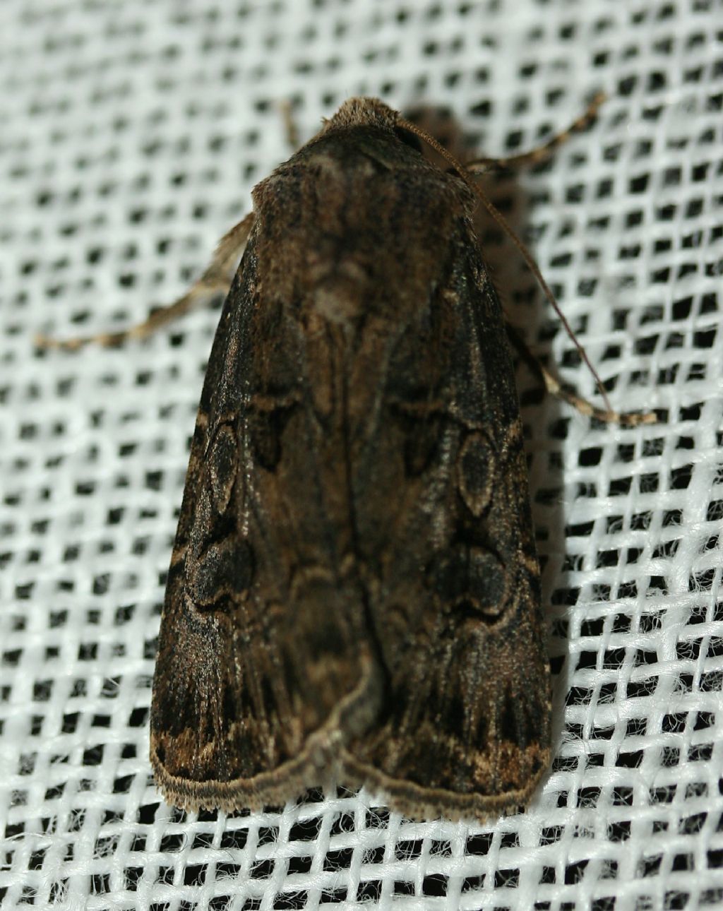 Farfallina ...da interno:  Agrotis bigramma - Noctuidae
