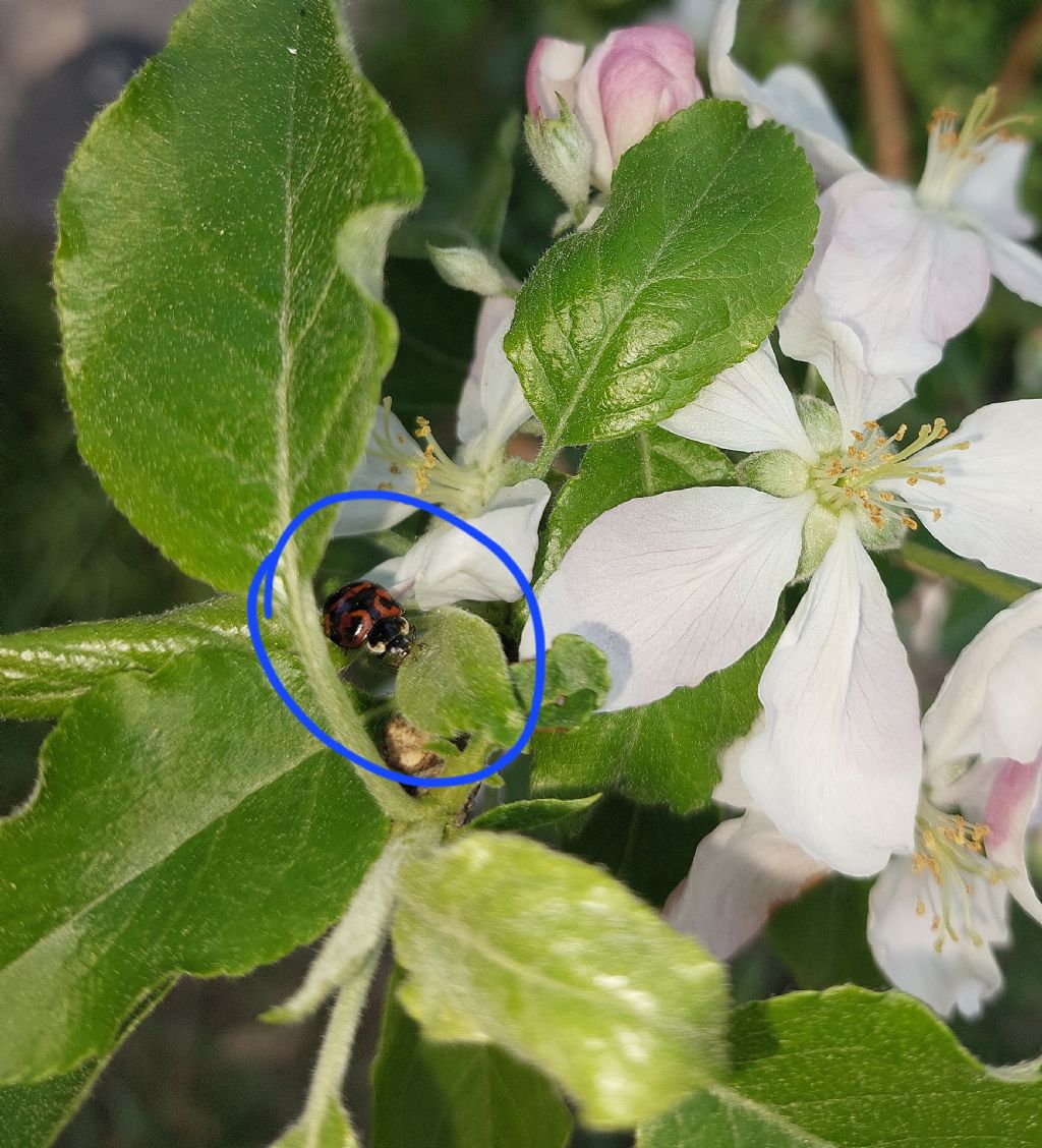 Coccinellidae: Harmonia axyridis (dall''Uruguay)