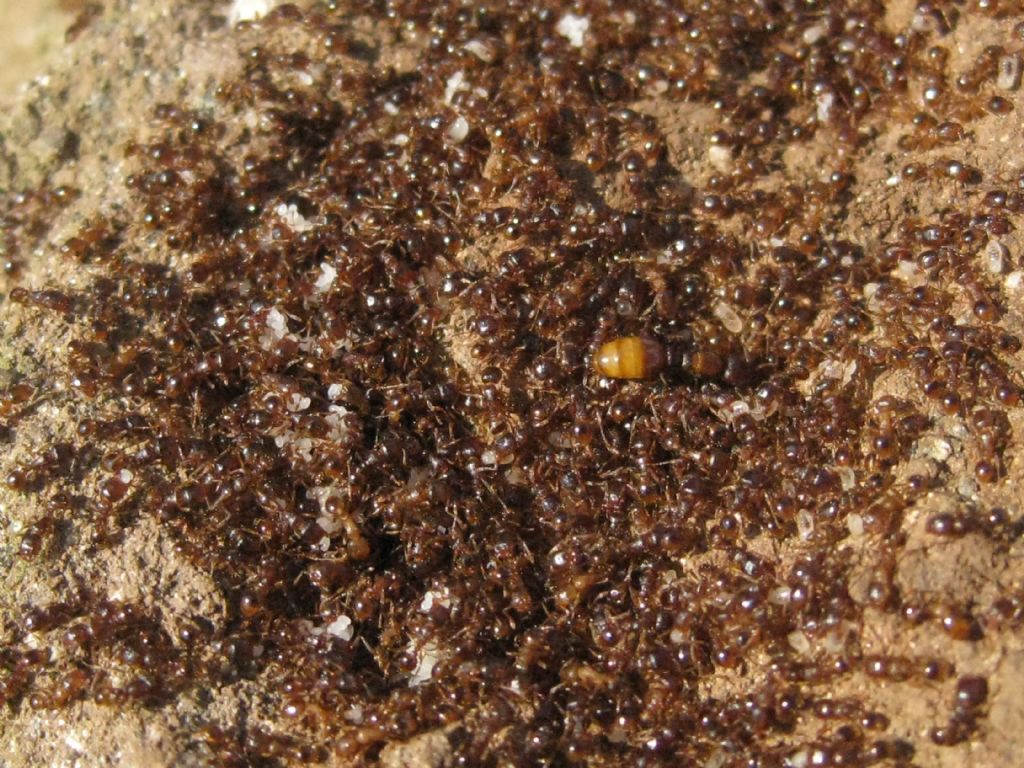 Tetramorium sp.