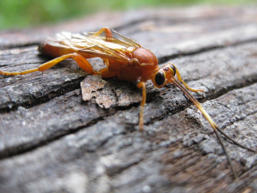Lymantrichneumon disparis, Ichneumonidae