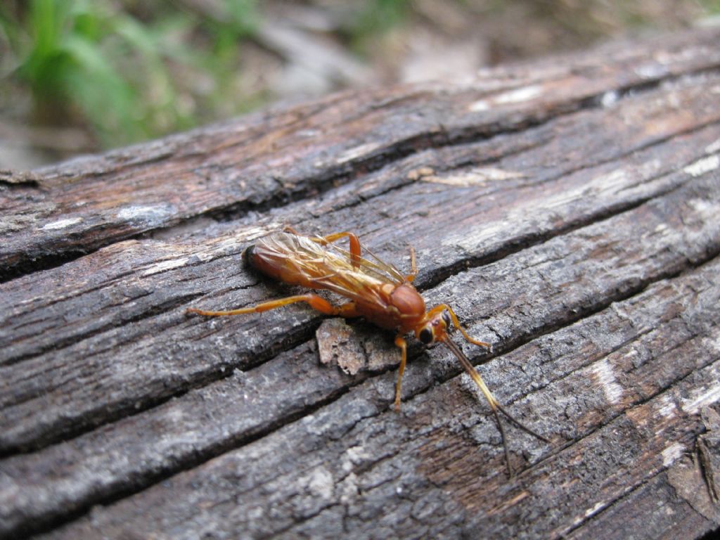 Lymantrichneumon disparis, Ichneumonidae