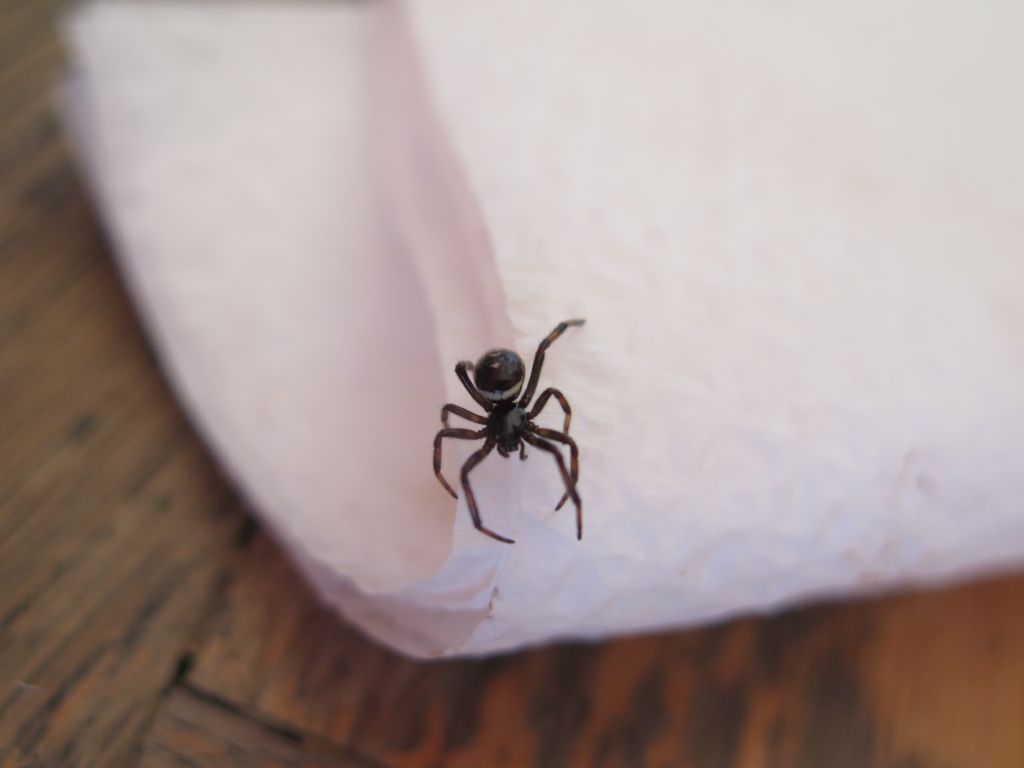 Steatoda paykulliana - Roma (RM)