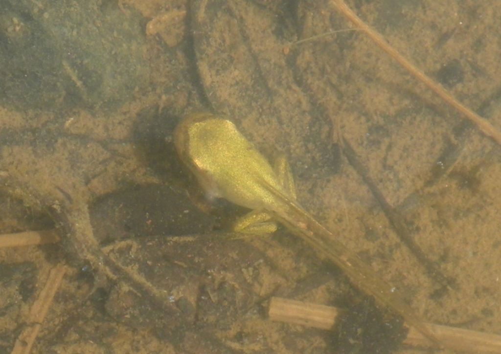 mini raganelle - Hyla intermedia