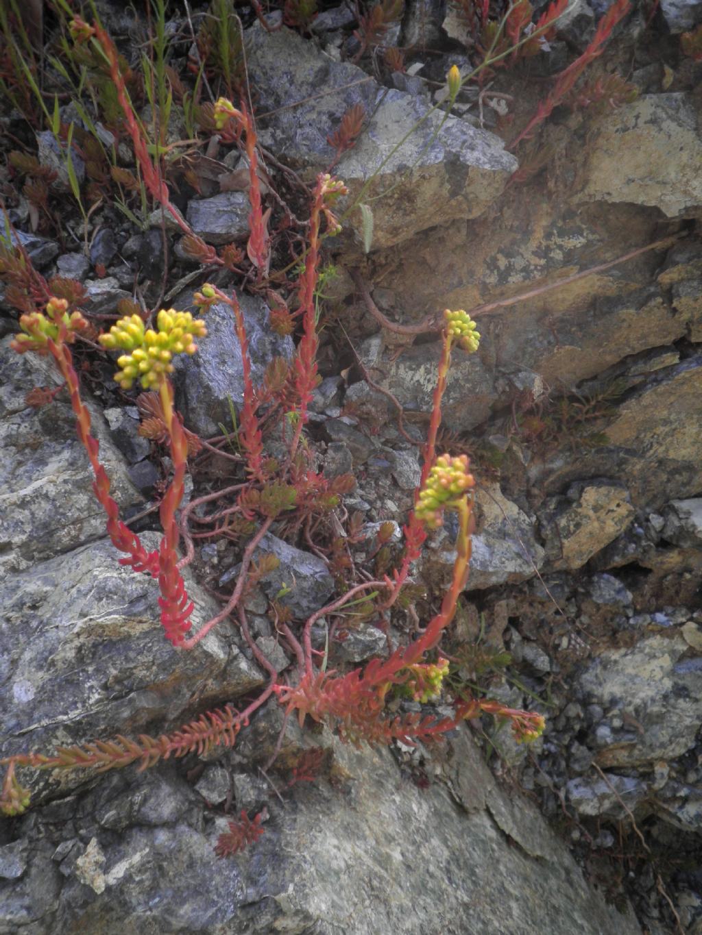 su affioramento ofioliti - Sedum rupestre