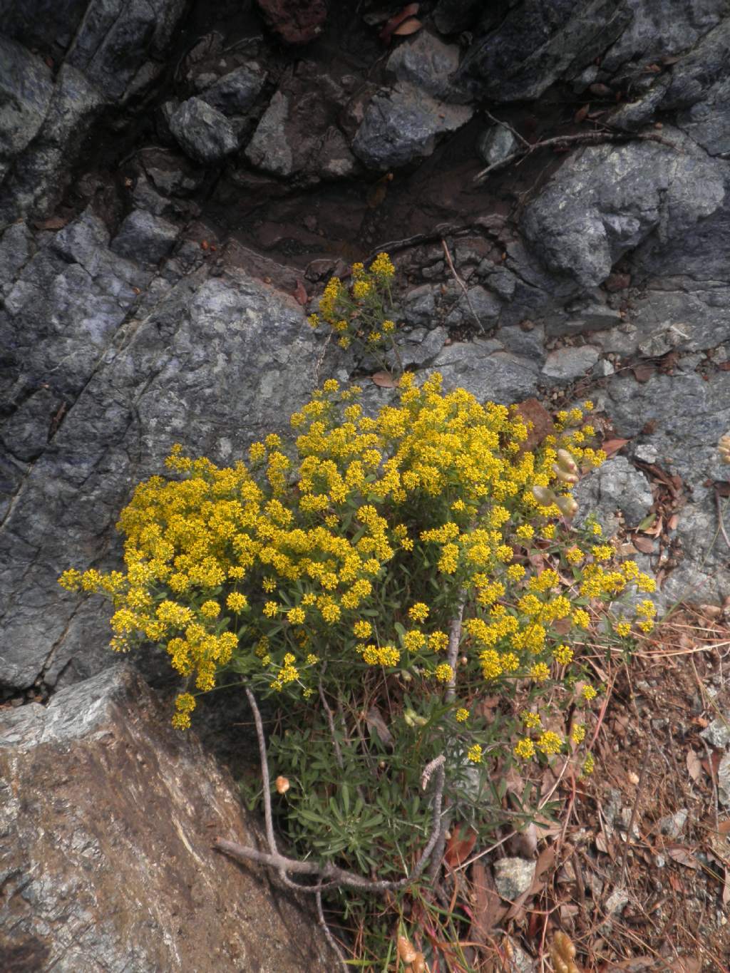 Odontarrhena bertolonii (=Alyssum bertolonii) / Alisso di Bertoloni