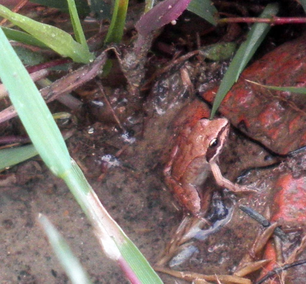 baby rana agile - Rana dalmatina
