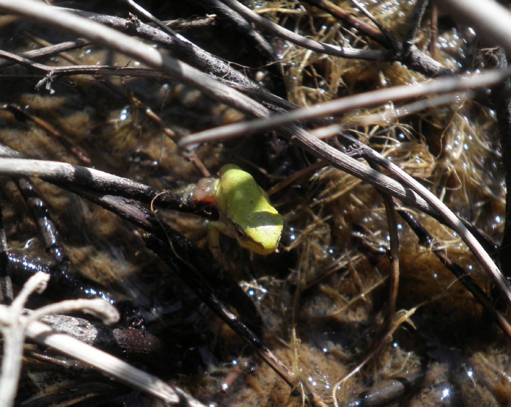 mini raganelle - Hyla intermedia