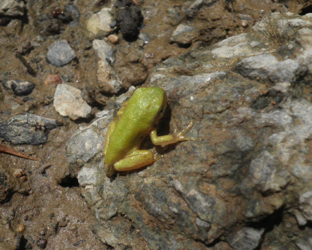 mini raganelle - Hyla intermedia