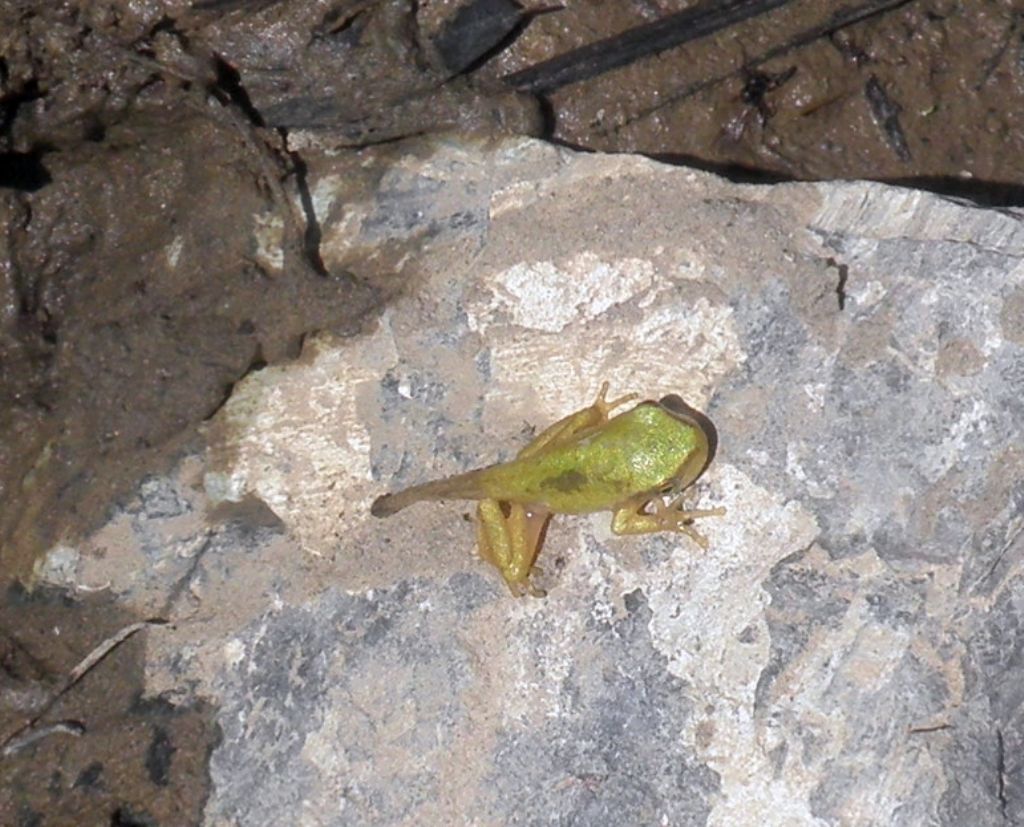 mini raganelle - Hyla intermedia