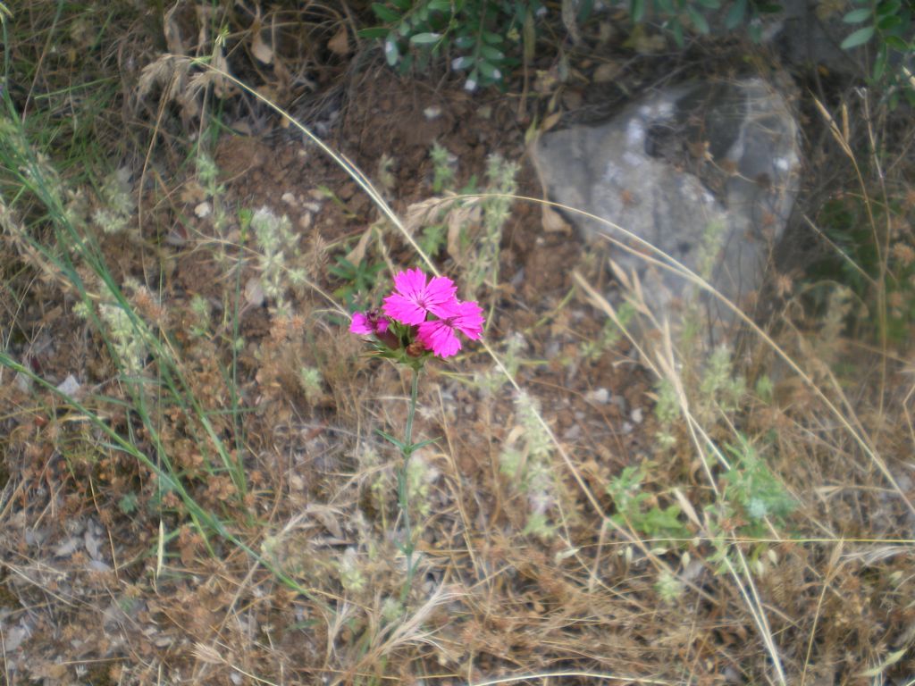 Dianthus sp.