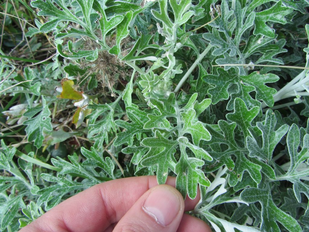 costa rocciosa/macchia - Jacobaea maritima