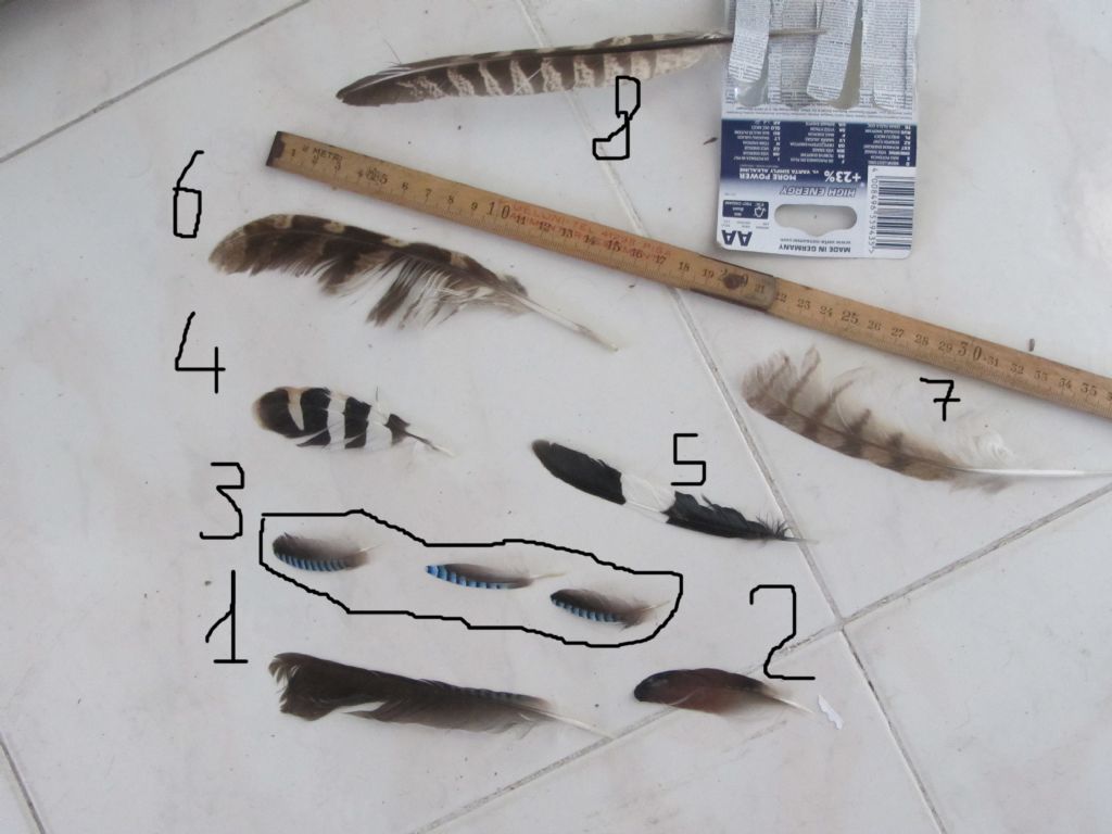 riconoscimento piume e penne