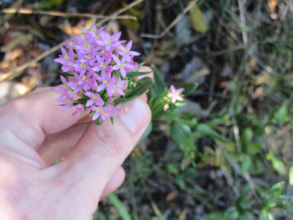 Centaurium erythraea