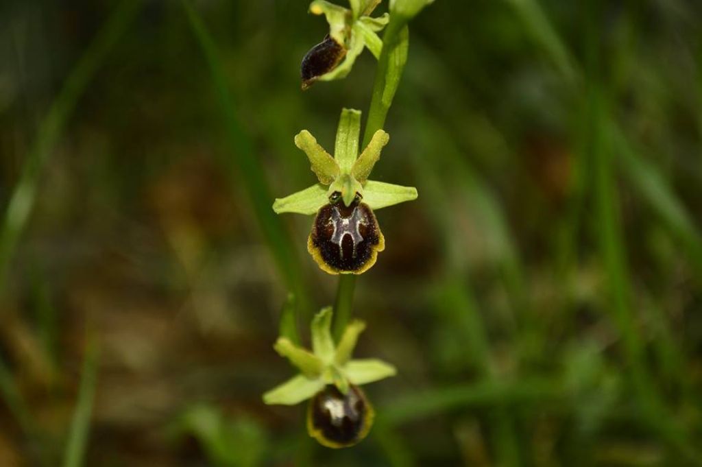 Orchidee da determinare