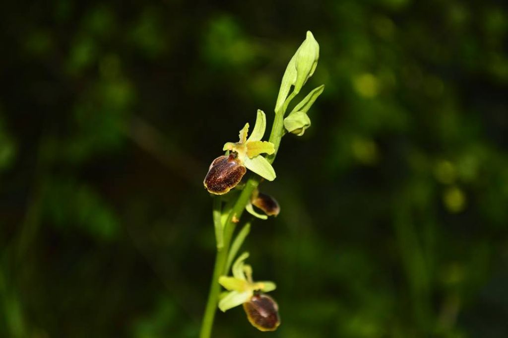 Orchidee da determinare
