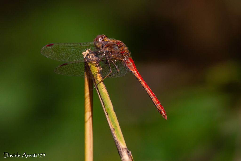 Sympetrum striolatum