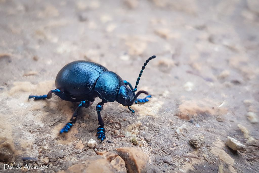 La mia prima macro: Timarcha tenebricosa (Chrysomelidae). No: T. nicaeensis