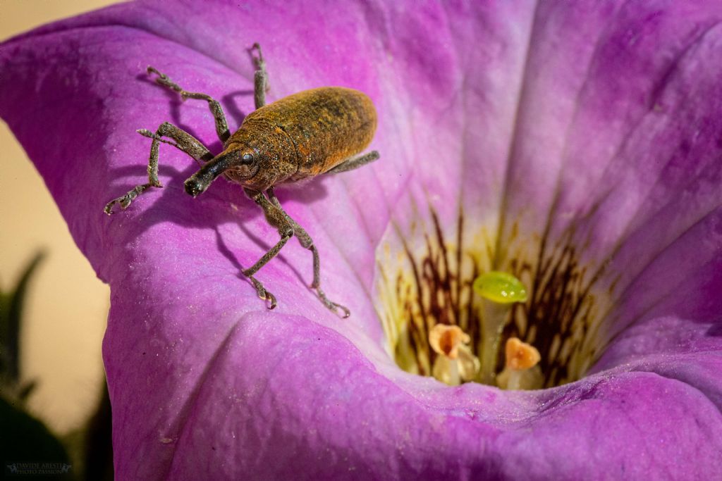 Curculionidae: Lixus (Dilixellus) pulverulentus